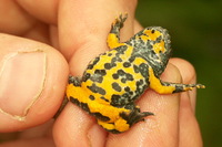 : Bombina variegata; Yellow-bellied Toad