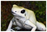 : Phyllobates terribilis; Terrible Dartfrog