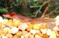 : Pseudotriton montanus montanus; Eastern Mud Salamander Larvae