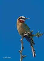 : Merops bullockoides; White-fronted Bee-eater