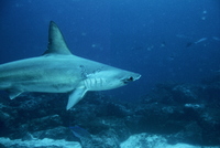 : Sphyrna lewini; Scalloper Hammerhead Shark