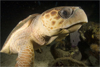 : Caretta caretta; Loggerhead Turtle