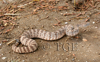 : Crotalus mitchelli pyrrhus; Speckled Rattlesnake