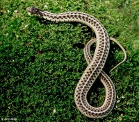 : Thamnophis sirtalis sirtalis; Eastern Garter Snake