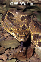 : Waglerophis merremi; Wagler's Snake