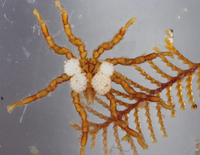 : Tanystylum duospinum; Sea Spider;