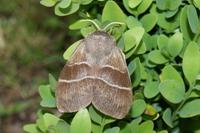 Macrothylacia rubi - Fox Moth