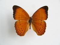 Cirrochroa malaya