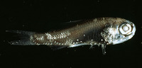 Diaphus holti, Small lantern fish: