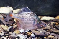 Rhodeus ocellatus, Rosy bitterling: aquarium