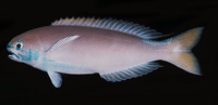 Hoplolatilus fronticinctus, Pastel tilefish: aquarium