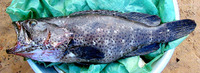 Epinephelus lebretonianus, Mystery grouper: