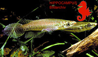 Epiplatys barmoiensis, : aquarium