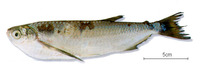 Triportheus elongatus, Elongate hatchetfish: aquarium