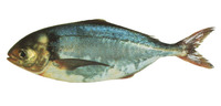 Seriolella brama, Common warehou: fisheries, gamefish