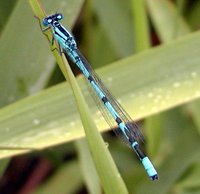 Enallagma cyathigerum - Common Blue Damselfly