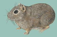 Image of: Microcavia australis (southern mountain cavy)