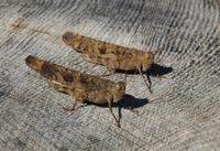 Image of: Dissosteira carolina (Carolina grasshopper)