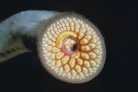 Petromyzon marinus - Eel Sucker