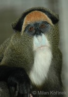 Cercopithecus neglectus - De Brazza's Monkey