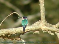 Forest Kingfisher - Todiramphus macleayii