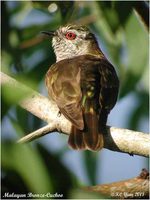 Little Bronze Cuckoo - Chrysococcyx minutillus