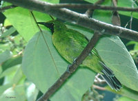Lesser Green Leafbird - Chloropsis cyanopogon
