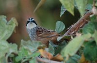 Stripe-headed Sparrow - Aimophila ruficauda