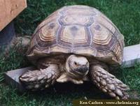 African Spurred Tortoise, Geochelone sulcata