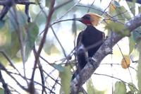 Pale-crested  woodpecker   -   Celeus  lugubris   -   Picchio  crestapallida