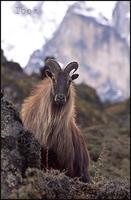 Himalayan Ibex