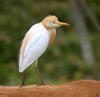 황로 Bubulcus ibis | cattle egret