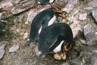 FT0125-00: Pair of Macaroni Penguins on their nest with eggs. Sub Antarctic Islands.