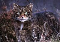 Scottish wildcat, unique and untameable
