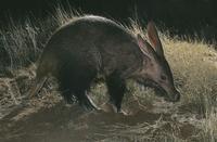 Aardvark, Tuissen de Riviere, Free State, South Africa. (25178)