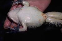 : Mixophyes iteratus; Giant Barred-Frog