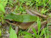 : Rana livida; Large Odorous Frog