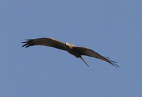 : Milvus migrans; Black Kite