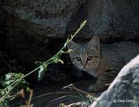 : Felis silvestris; Wild Cat