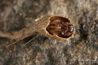 : Trichoteras vaccinifoliae; Oak Apple Wasp