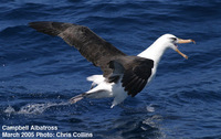 Fig.   16. Campell Albatross.