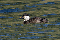 Common Scoter Photograph by Mark Breaks