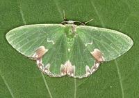 Comibaena bajularia - Blotched Emerald