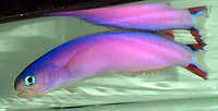 Hoplolatilus purpureus, Purple sand tilefish: aquarium