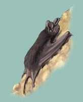 Image of: Eumops ater (black mastiff bat)
