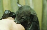 Image of: Ptenochirus jagori (greater musky fruit bat)