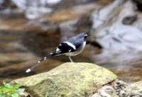 Image of: Enicurus schistaceus (slaty-backed forktail)