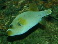 Arothron nigropunctatus - Black Spotted Blow Fish