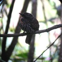 Black-streaked Puffbird - Malacoptila fulvogularis