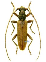 작은하늘소 - Margites fulvidus